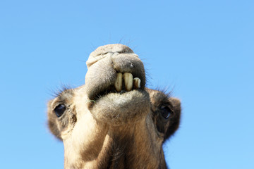 Camel head and big teeth, Oman