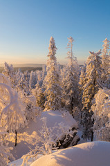 Заснеженный лес вечером.