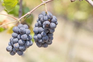Bunches of red wine grapes