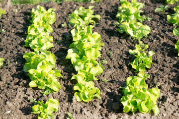 Fresh young green lettuce plants  on a sunny vegetable garden patch