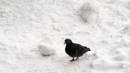 pigeon walking on the snow