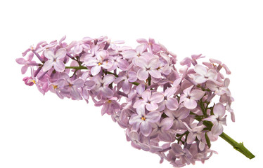 Obraz premium lilac flowers