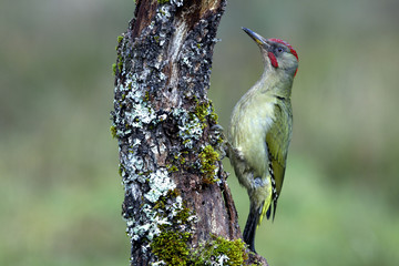 Adul male of European green woodpecker. Picus viridis