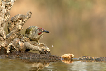 Young male of European green woodpecker. Picus viridis