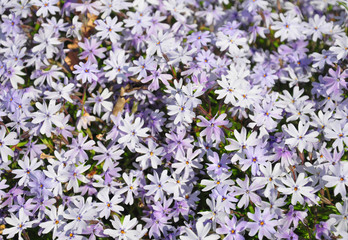 Polster-Phlox (Phlox subulata)