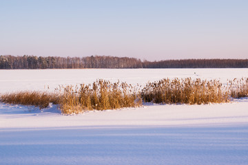 Pink sunset on the lake with reeds in the foreground