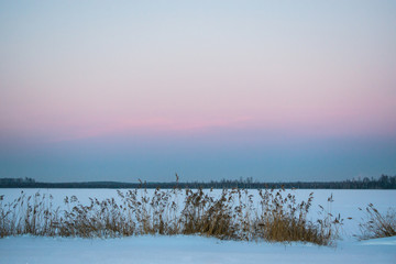 Pink sunset on the lake with reeds in the foreground
