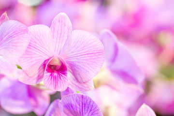 Naklejka na ściany i meble Purple orchid flower with colourful background