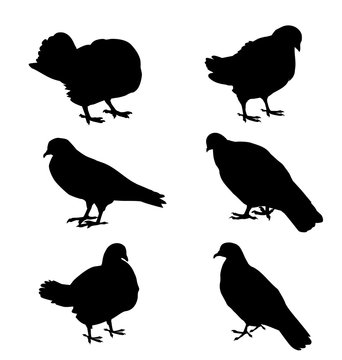 Pigeon Silhouette Set