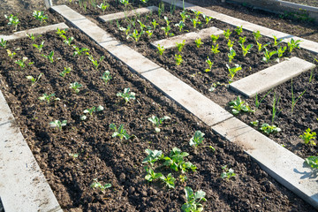 Young kohlrabi plants with other vegetables in the background on a sunny patch