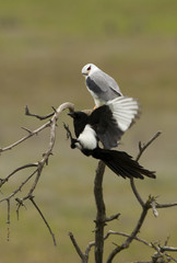 Adult male of Black-shouldered kite challenging a magpie . Elanus caeruleus