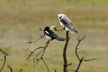 Adult male of Black-shouldered kite challenging a magpie . Elanus caeruleus