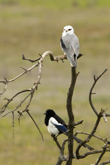 Adult male of Black-shouldered kite challenging a magpie . Elanus caeruleus