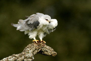 Adult male of Black-shouldered kite. Elanus caeruleus