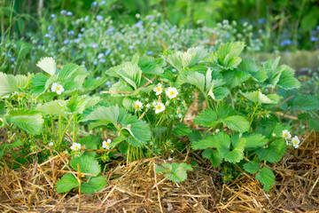 Naklejka na ściany i meble Close up of young strawberry plants with strawberry flowers on a sunny vegetable garden patch with straw