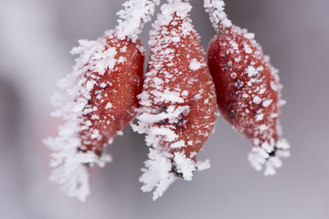 Raureif an Pflanzen in Eiskälte