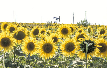 Oil pump, sun-flowers, Romania, RO diverse, diverse