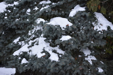 SPRUCE CONIFEROUS BREED OF TREES WITH CONES GREEN