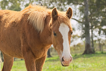 Fototapeta premium Cute brown foal on a field in Argentina