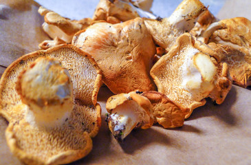 Dentinum (Hydnum) repandum (Sweet Tooth)