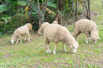 Fototapeta premium Flock of sheep grazing