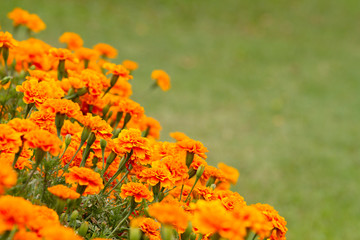 French marigolds flower in the garden