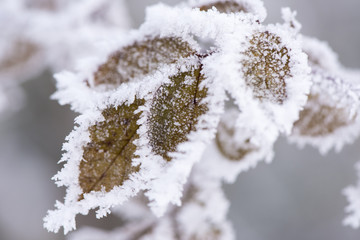 Raureif an Pflanzen in Eiskälte