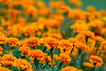 French marigolds flower in the garden