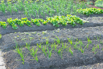 Fresh young scallions and on a sunny vegetable garden patch with other vegetables in the background. With copy-space.