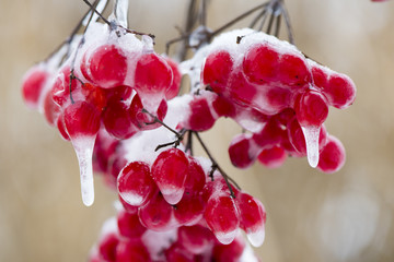 Raureif an Pflanzen in Eiskälte