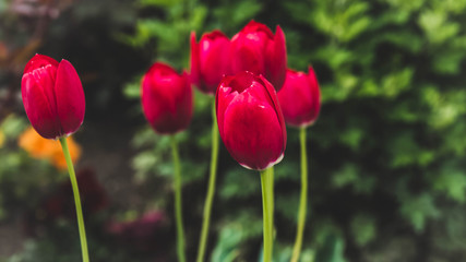 Red tulips
