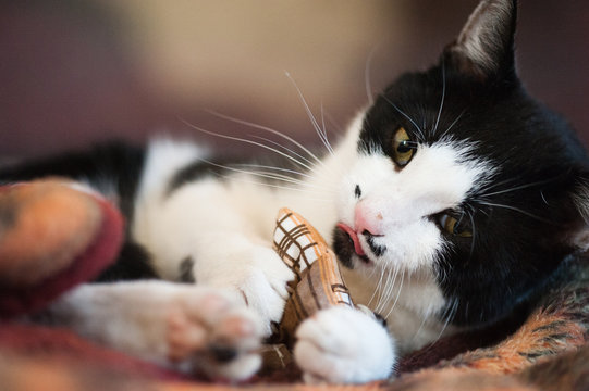 Kater mit Baldriankissen