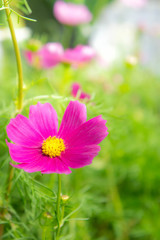 flowers in the park , cosmos pink flowers in the garden