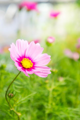 flowers in the park , cosmos pink flowers in the garden