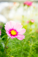 flowers in the park , cosmos pink flowers in the garden