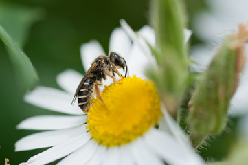 Biene auf Blume