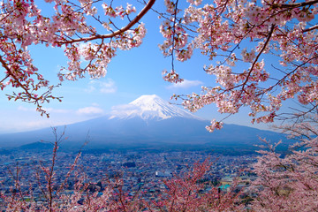 Mt. Fuji with Japanese Cherry Blossoms at  Japan - obrazy, fototapety, plakaty