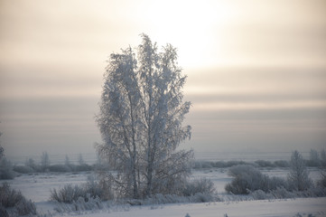 Fototapeta premium Winter forest nature snowy landscape outdoor background.