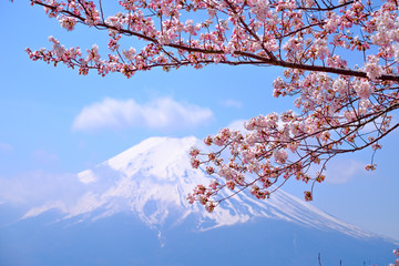 Mt Fuji and Cherry Blossom  in Japan Spring Season (Japanese Cal