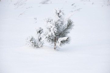 Fototapeta na wymiar Winter forest nature snowy landscape outdoor background.