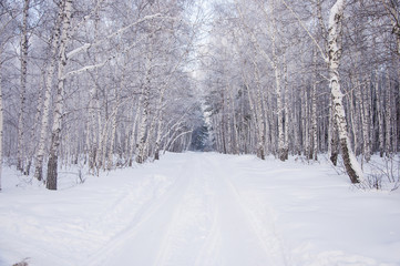 Winter russian forest snow road