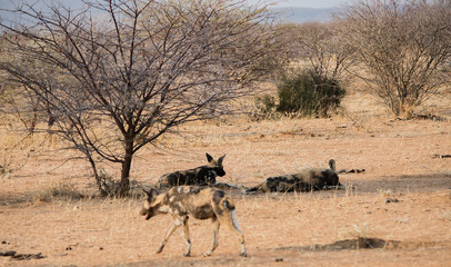 Naklejka na ściany i meble Afrikanische Wildhunde im Etosha-Nationalpark in Namibia Südafrika