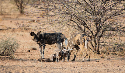 Naklejka na ściany i meble Afrikanische Wildhunde im Etosha-Nationalpark in Namibia Südafrika