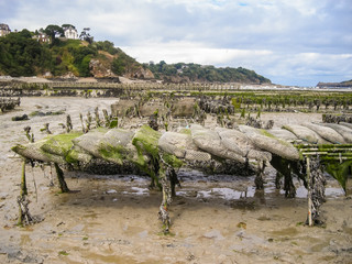 oyster farming in britain