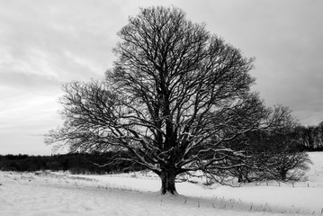 Large Tree at Mugdock in cold snow winter conditions. 