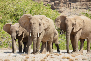 Fototapeta premium Elefanten im Etosha-Nationalpark in Namibia Südafrika