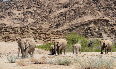 Elefanten im Etosha-Nationalpark in Namibia Südafrika