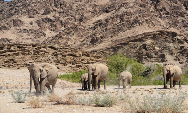 Fototapeta Elefanten im Etosha-Nationalpark in Namibia Südafrika
