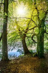 Fototapeta na wymiar Alte Bäume mit grünen Blätter stehen in strahlender Sonne an einem See