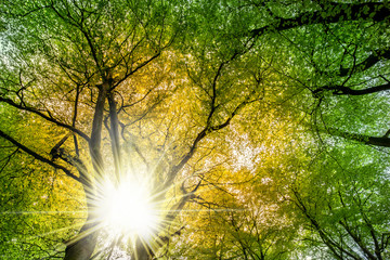 Alte Bäume mit grünen Blätter und strahlender Sonne